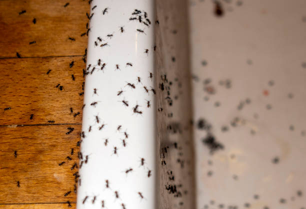 Flea Control Services in Medina, MN