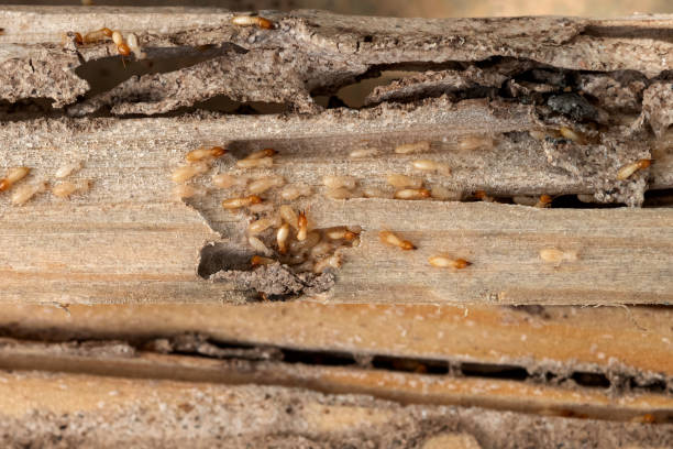Bird Control in Medina, MN